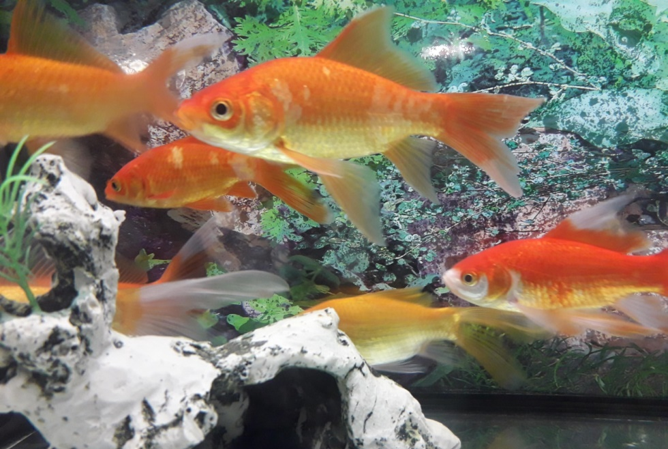 Los microplásticos alteran la alimentación y el bienestar de los peces en solo 14 días